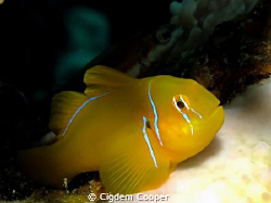 Citron goby by Cigdem Cooper 